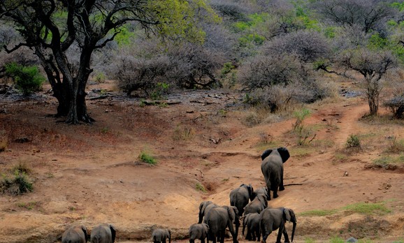 The Great Migration Maasai Mara